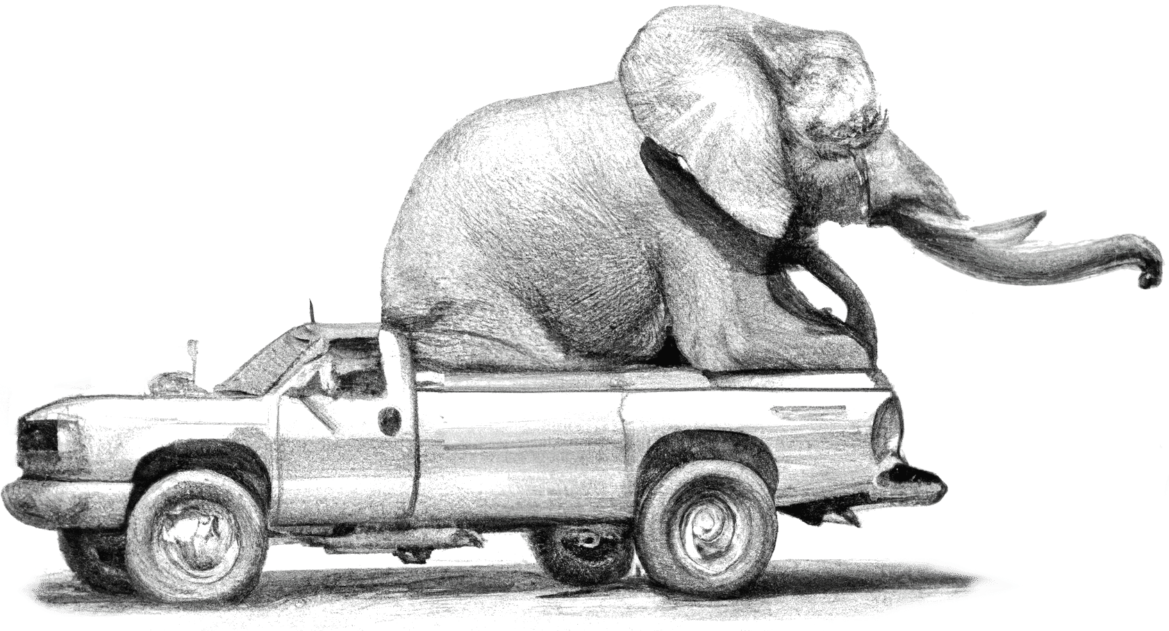Black and white pencil drawing, an elephant is sitting in the cargo bed of a pickup truck, barely fitting in.
